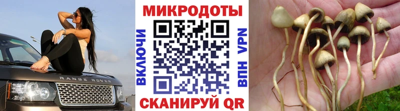 Галлюциногенные грибы мицелий наркота Светлоград